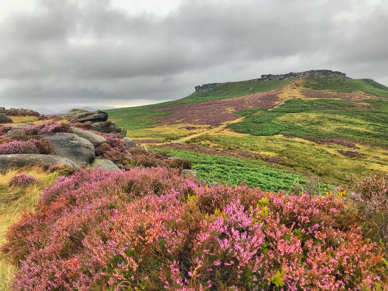 Blooming purple heather at Higger Tor on a Peak District scenic tour