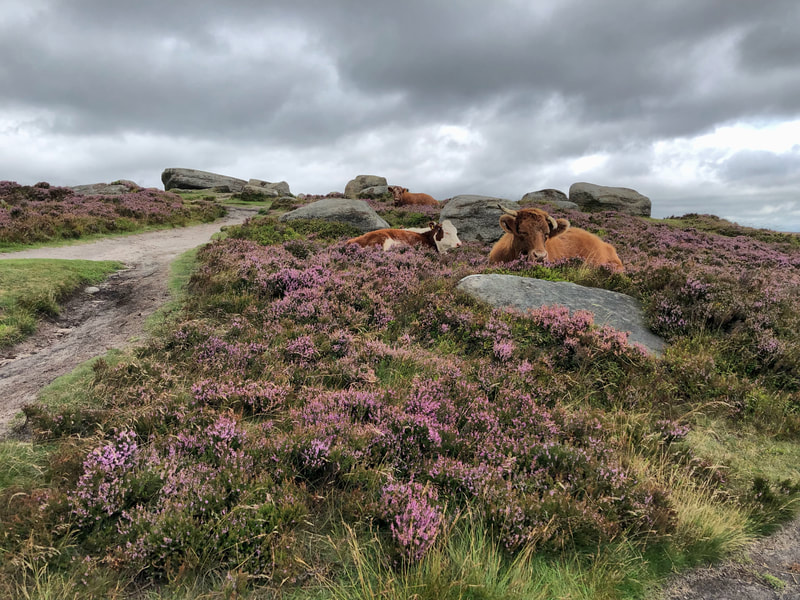 Cows relaxing in purple heather on Higger Tor