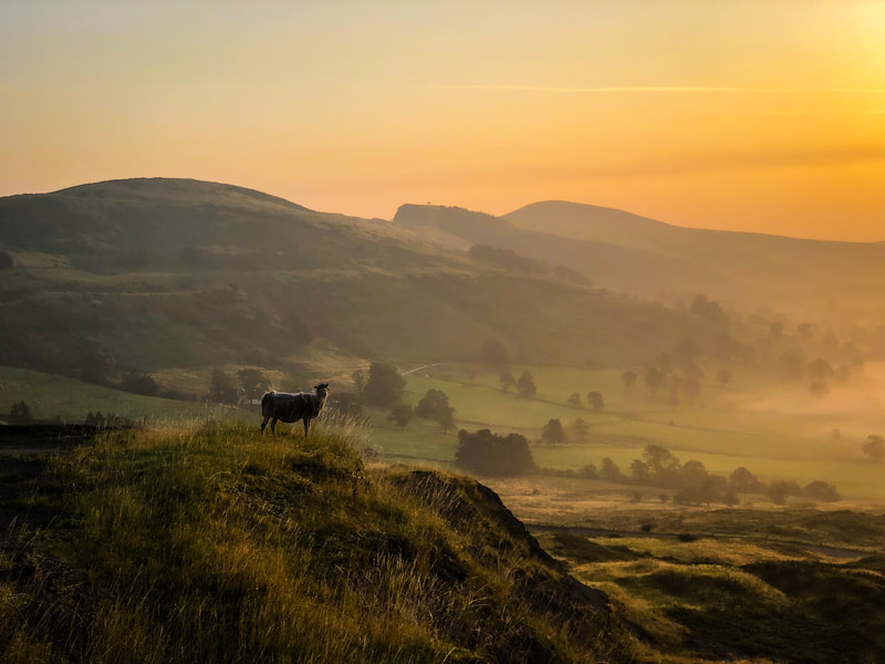 Sheep watching the sunrise near Mam Tor in Castleton, Peak District