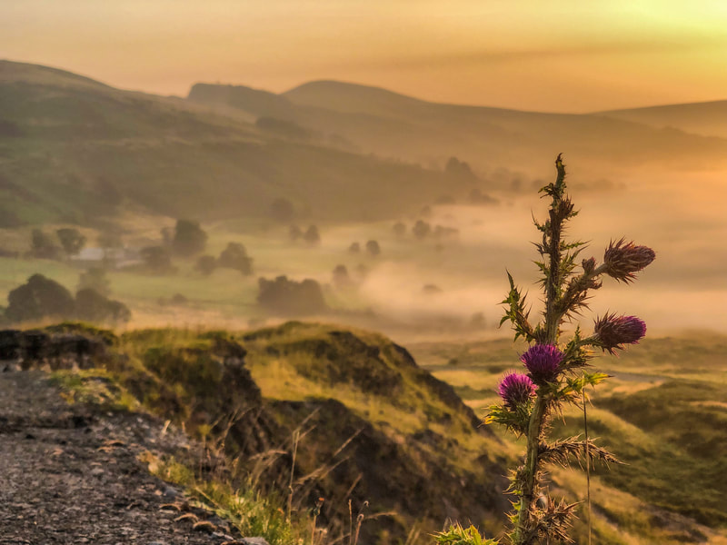 Thistles growing in a misty sunrise near the Great Ridge in the Peak District