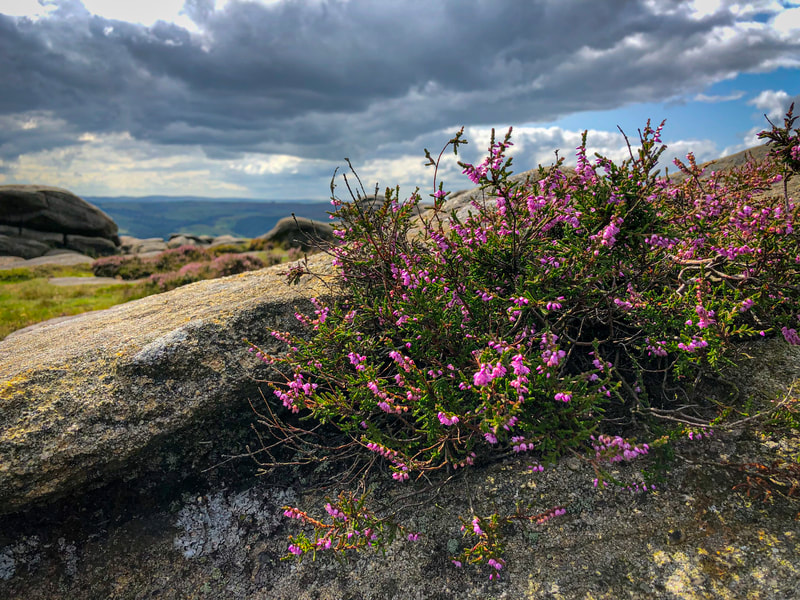 Heather and gritstone at Higger Tor