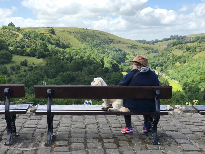 A dog enjoying the view from Monsal Head in the Peak District